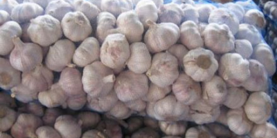 We have new crop garlic available for delivery to