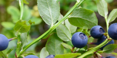 Buna ziua, caut cumparatori de fructe de padure. Nu