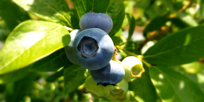 Sell Blueberry Duke more info to +40 765344899