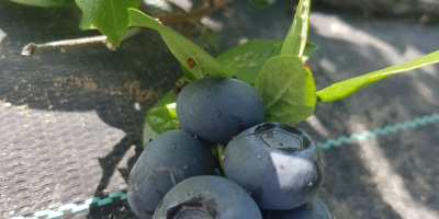 Sell Blueberry Duke more info to +40 765344899