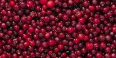 Coacăze roșii congelate (сranberry). Clasa A Aronia neagră, în