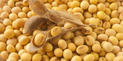 ГМО соја украјинског порекла, Влага до 12%, Протеини 36-38%,