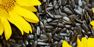 Sunflower seeds (HS code 12 06 00), origin -