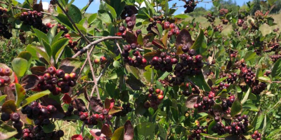 I nostri Aronia sono cresciuti nel miglior ambiente ecologico.