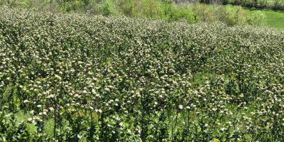 I nostri Aronia sono cresciuti nel miglior ambiente ecologico.