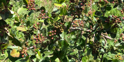 I nostri Aronia sono cresciuti nel miglior ambiente ecologico.