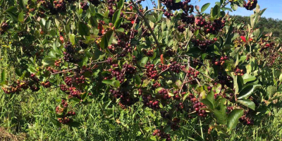 I nostri Aronia sono cresciuti nel miglior ambiente ecologico.