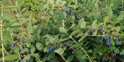 I will sell Kamchatka berries. Wholesale quantities, price to