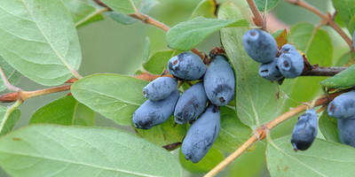 I will sell Kamchatka berries from June 20. We