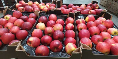 Esportiamo mele verso catene di supermercati e importatori europei.