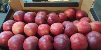 Извозимо јабуке у европске ланце супермаркета и увознике. Успоставићемо