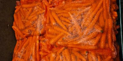 Almát exportálunk európai szupermarketláncoknak és importőröknek. Üzleti partnerségeket szeretnénk