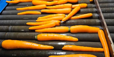 Almát exportálunk európai szupermarketláncoknak és importőröknek. Üzleti partnerségeket szeretnénk
