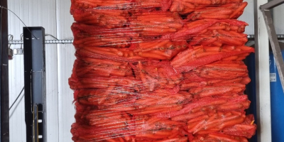 Almát exportálunk európai szupermarketláncoknak és importőröknek. Üzleti partnerségeket szeretnénk