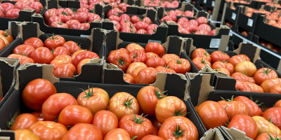 Wir bieten Lieferungen von Kartoffeln und anderem Gemüse aus