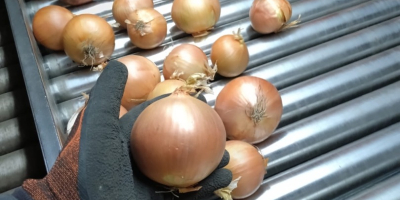 Wir liefern Kartoffeln und anderes Gemüse aus Polen (Kohl,