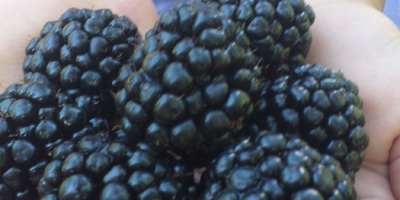 Starting July 10, we sell blackberries Thonfree. Cultura is