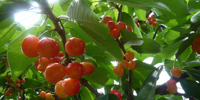 Cherries of very good quality. Ecological, derived from trees