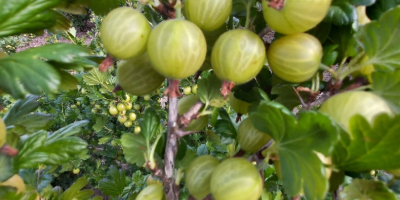 SELL FRESH FRUITS FRESH GOOSEBERRY, PRICE - AGRICULTURAL ADVERTISEMENTS, Agro-Market24