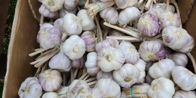 Hello, fresh Harnaś garlic for sale. Caliber 5.5-6cm. Feel