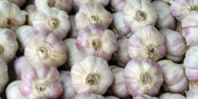 Hello, fresh Harnaś garlic for sale. Caliber 5.5-6cm. Feel