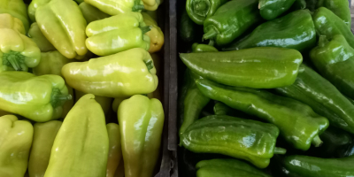 Ich verkaufe gelbe, fette Kapia-Paprikaschoten. Tomaten: Ochsenherz, Riesenkitia und