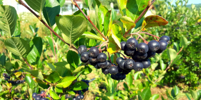 Vendo 7-8 tonnellate di aronia, voglio sapere se ci