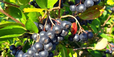 Vendo 7-8 tonnellate di aronia, voglio sapere se ci