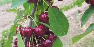 I will sell Moldavian cherries of the variety Moldavian