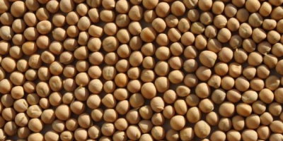 Yellow peas for sale with delivery! +380932170051 Whatsapp, viber.