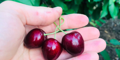 High quality cherries, 27+ caliber. Raised in a pure