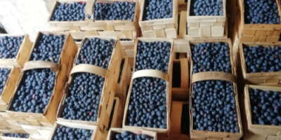 Hello. I am looking for wholesale buyers of blueberries