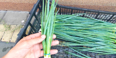 Onion with chives. A large bunch of 5-6 pcs.