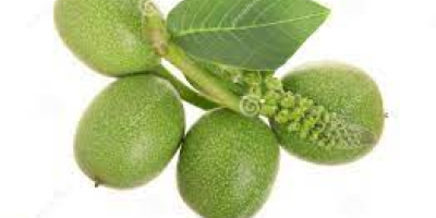 I recommend very nice green walnuts for tinctures and
