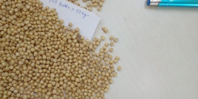 Hello Sir/Ma We sell Sorghum seeds, we have available