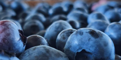 I am selling fresh blueberries of a superior quality.