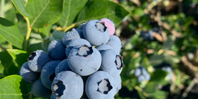 Wir verkaufen frische, hochwertige Kulturheidelbeeren der Sorte „Duke“. Wir