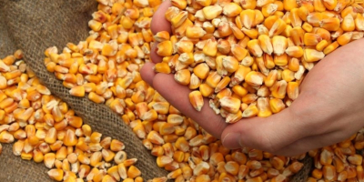Wir bieten Mais zum Kauf an. Produkte mit hoher