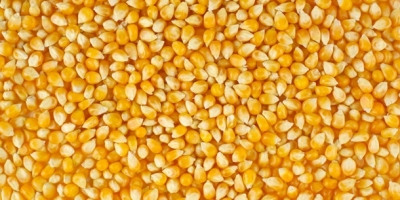 We are looking for corn for poultry feed we