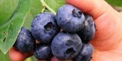 Hello, I offer the sale of American blueberries harvested