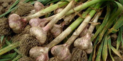 ORNAK Knoblauch, würzig, gut aussehend mit großen Nelken. Eigene