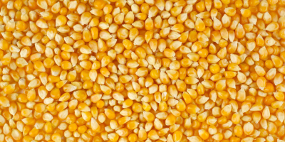 Cooperativa noastră agricolă oferă cereale de înaltă calitate (porumb,