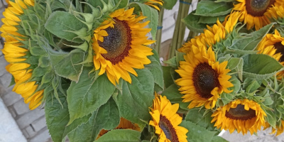 Decorative sunflower, professional variety.