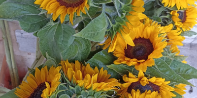 Decorative sunflower, professional variety.