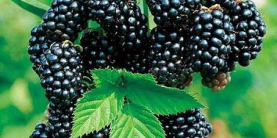 I am looking for wholesale buyers of blackberry fruit
