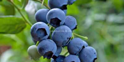 I will sell American blueberry, early variety, duke, price