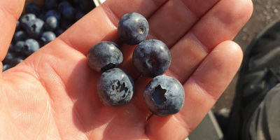 I will sell American blueberry, early variety, duke, price