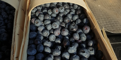 I will sell American blueberry, early variety, duke, price