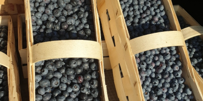 I will sell American blueberry, early variety, duke, price