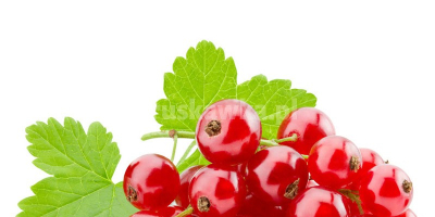 I will buy red and black currants for the